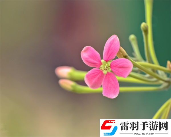 王者荣耀姬小满张嘴流眼泪图