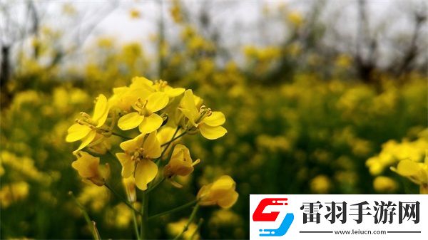 欧美无人区码SUV