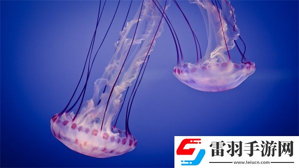 国产无人区码卡功能齐全
