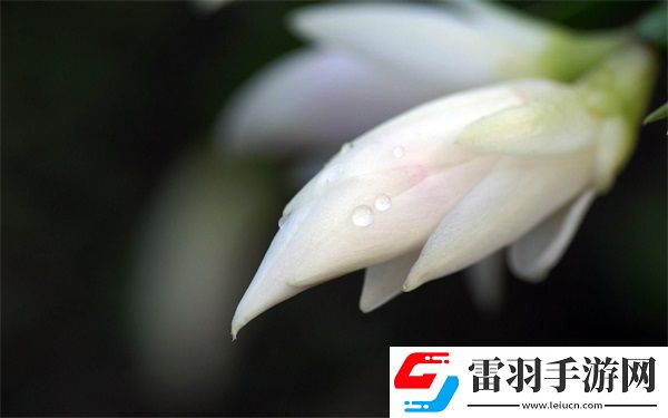 老公说她想尝试多人怎么回复她呢