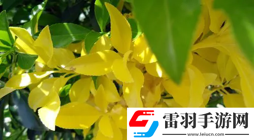 欧洲lv尺码大：尺码知多少？欧洲LV尺码大解析！