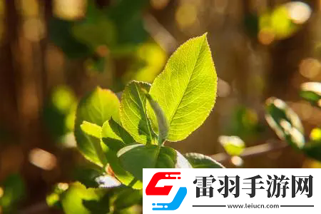 丰年经继拇中文3优惠活动：核心内容、参与方式以及如何最大化利用！