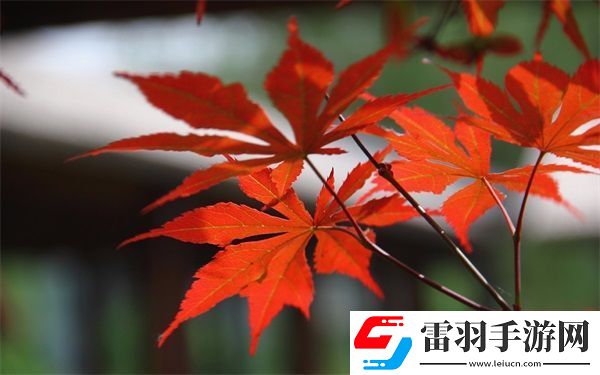 抓住貂蝉的两个球