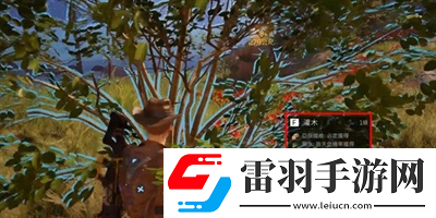 雪山亚麻采集方法介绍