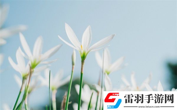 朝阳初升校园1/1h