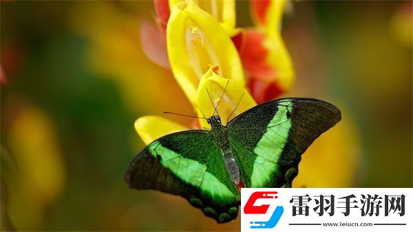 糙汉1/Nh核心优势