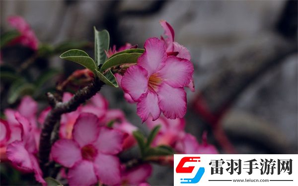 西方47大但人文艺术