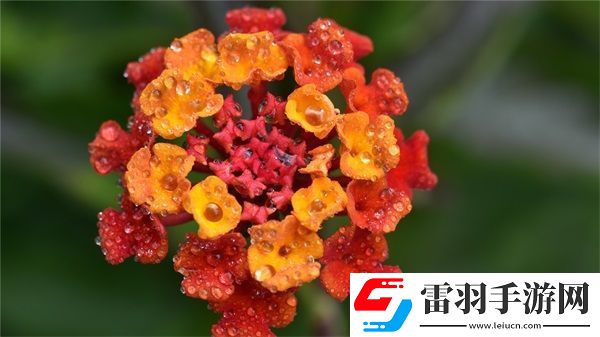 网站免费进入窗口软件2023