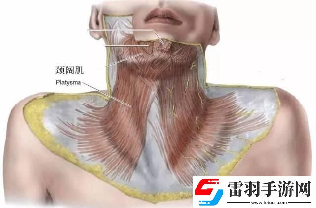 “脖颈儿硬过钢膜