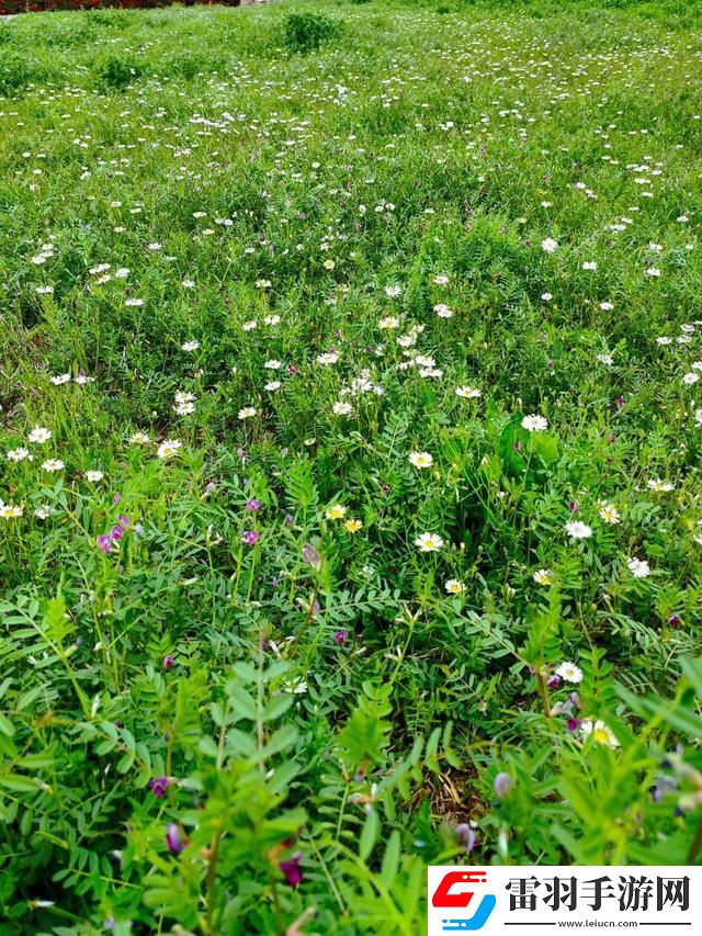9731芳草地