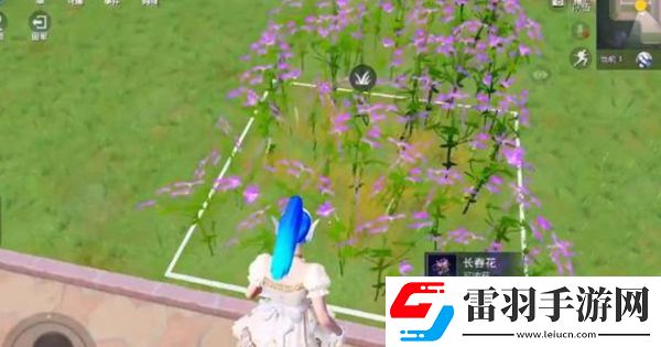 和平精英花圃种子在哪买
