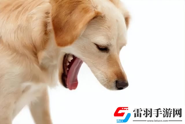 狗狗卡在里面的感觉