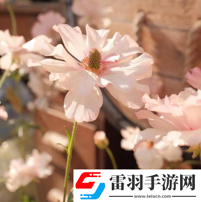2020只剩二个月致自己的心情说日子晃晃悠悠又一年