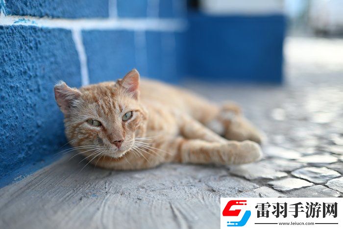 高性价比挂机、卓越成像尼克尔Z50mmf