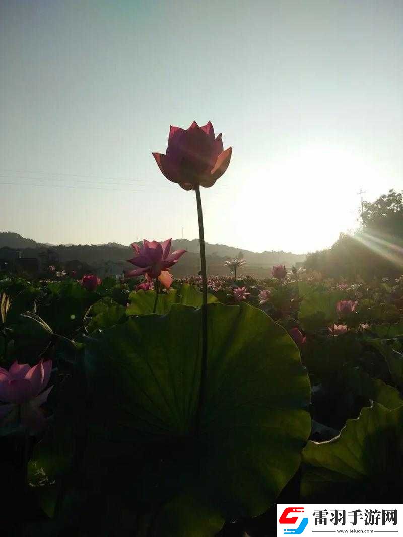 女性莲花开症状图片及相关解析