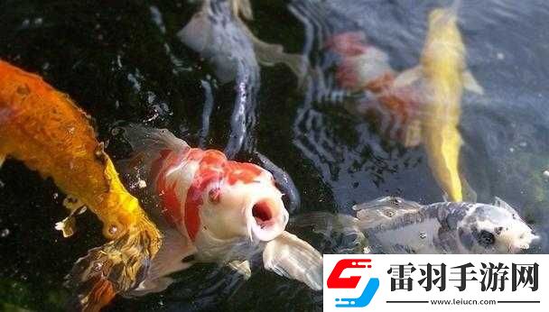 一夹一放怎么放和锦鲤吸水区别是什么
