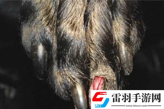 狗甲穿梭**热情燃爆笑谈间!