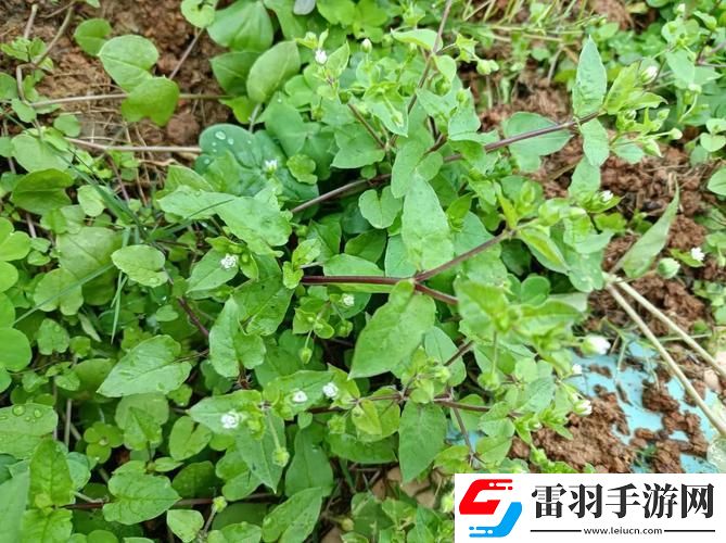 春天里的“老张秘籍”