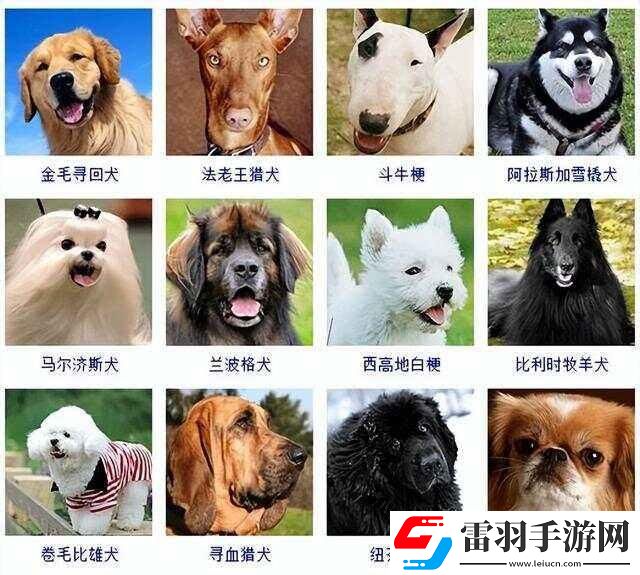 狗界风云