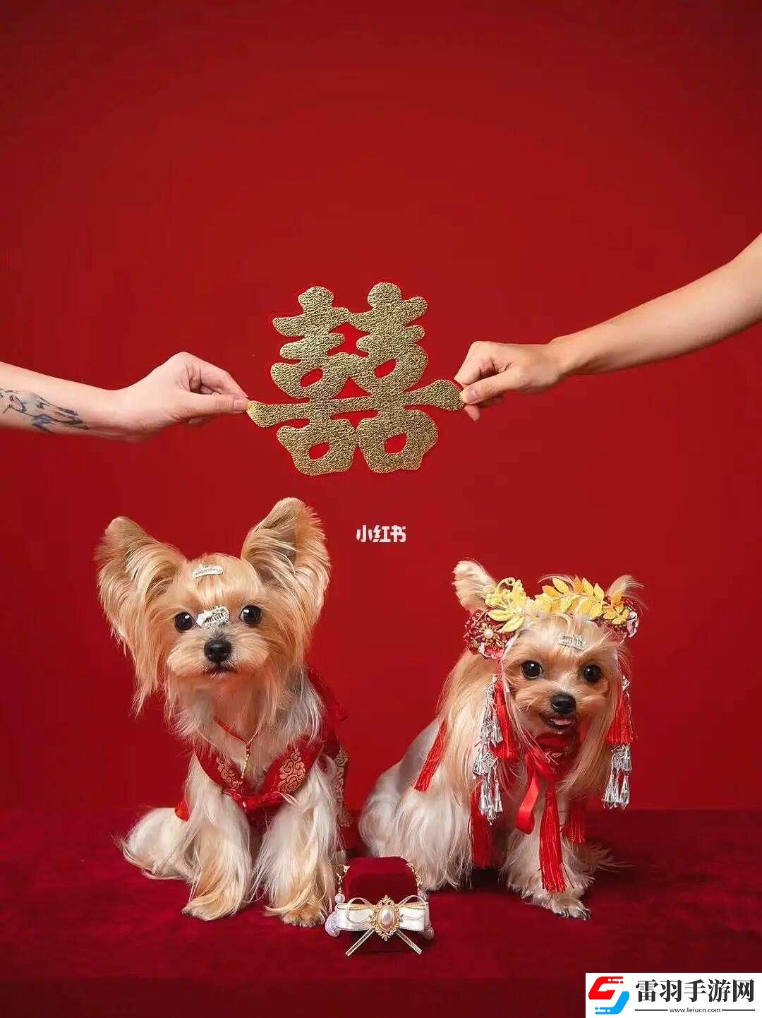 “汪星人大婚记