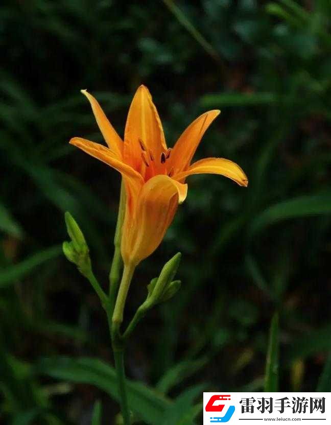 香蕉和忘忧草对焦虑的影响