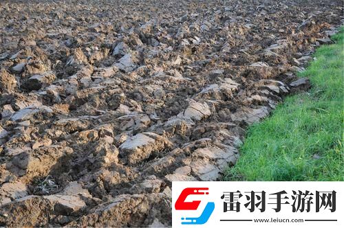 儿子耕了母亲荒废的田