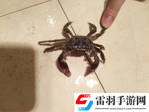 女性梦见抓螃蟹