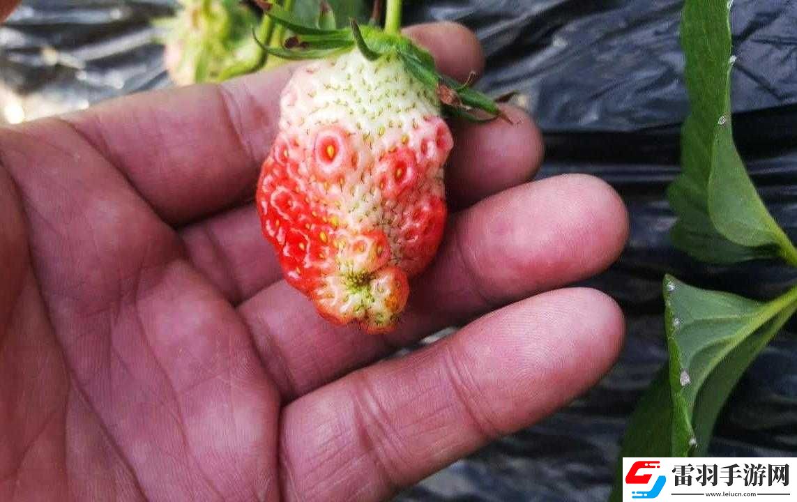 迈开腿吃草莓对男性性功能好吗