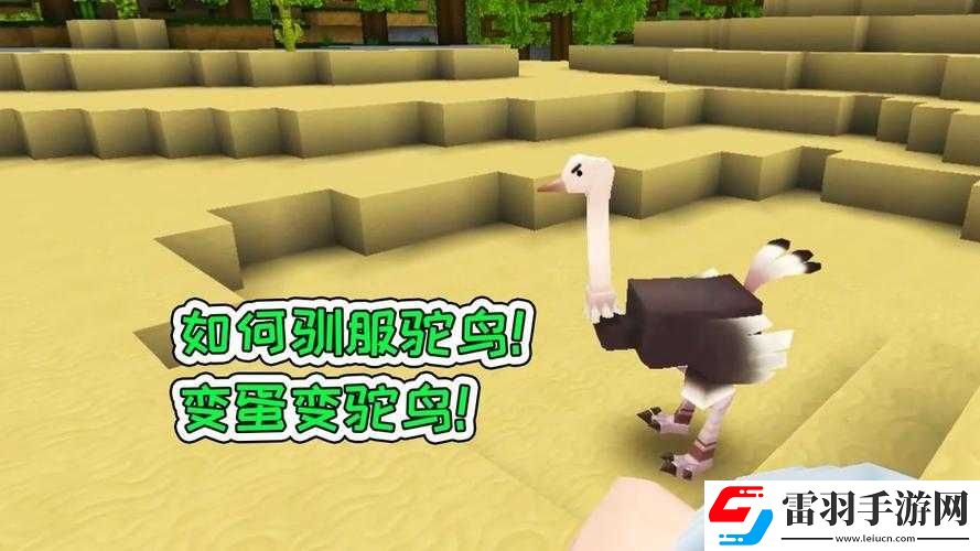 迷你世界鸵鸟繁殖秘笈
