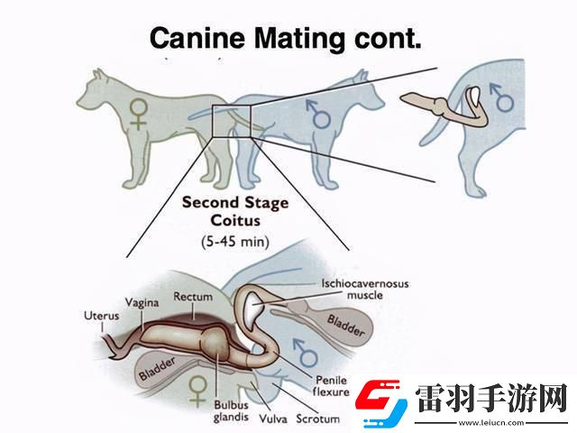 “汪星人的体内迷宫