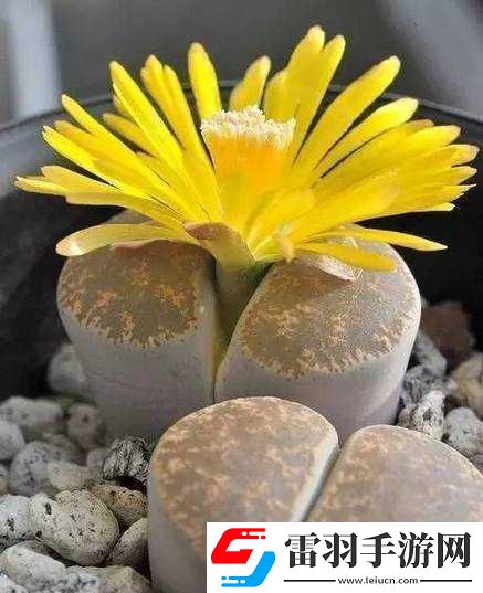 蘑菇头顶开花缝