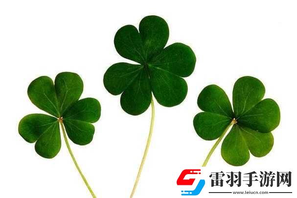 四叶草欧洲和国产区别