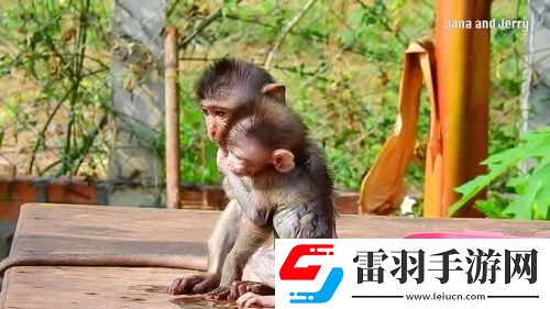 膏药猴