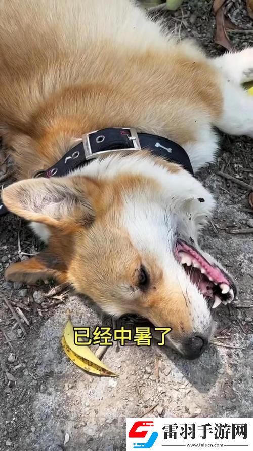 狗链奇缘