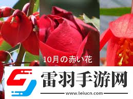 探索秋红含义