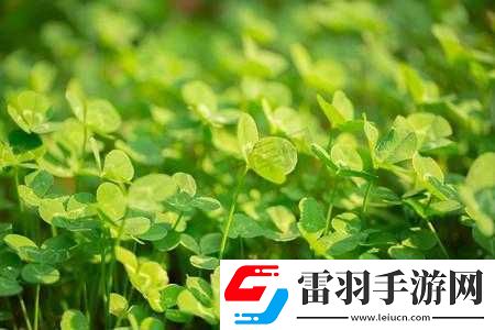 春天的三叶草