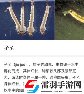 子孓是哪种动物的幼虫