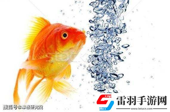 一夹一放怎么放与锦鲤吸水区别解析