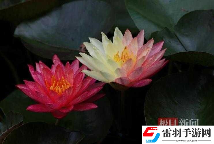 女性半夜莲花开放的治疗方法