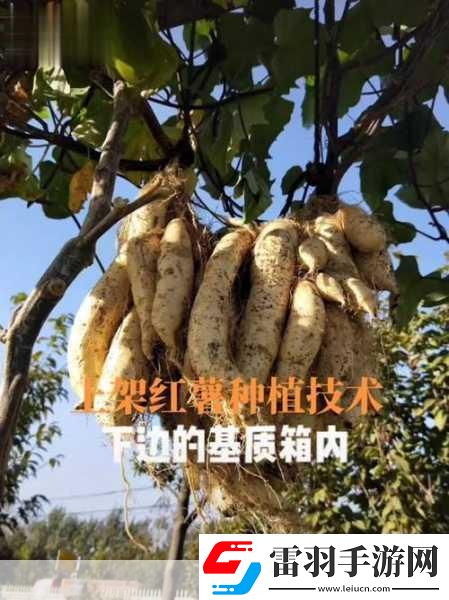 探索红薯结薯之谜