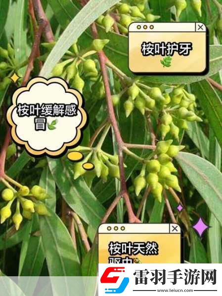 探秘自然奇趣手游玩家也能成为生态小达人!——桉树叶背后的美食家揭秘