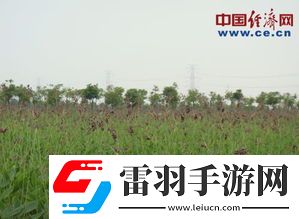 生态效益引领绿色未来