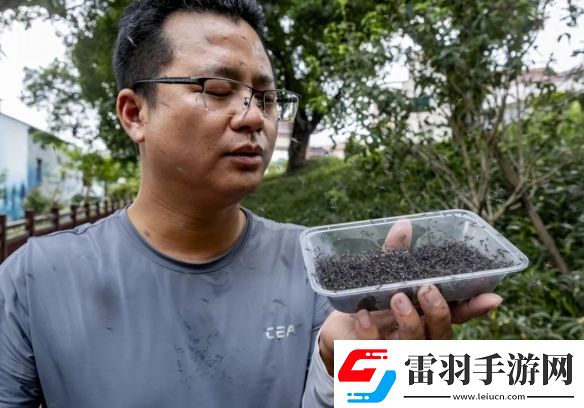 广州一村每周放出30万只绝育蚊子