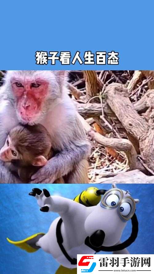 人生猴子不爱妹子