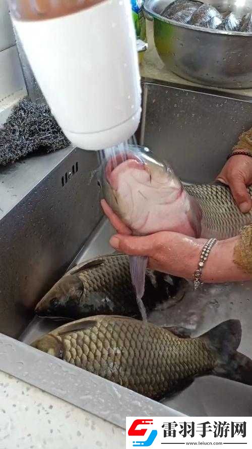 鲤鱼喝水绝技真能提升女性魅力吗