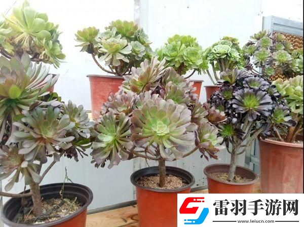 暗黑破坏神4球状闪电流法师构筑详解