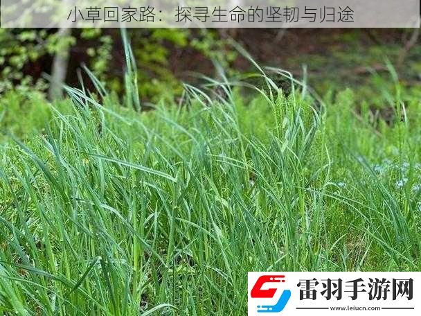 小草回家路