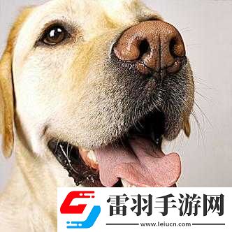 伸舌头快速喘气的奇特表现