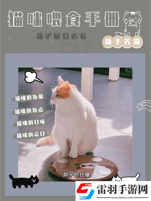 饥饿猫咪觅食攻略