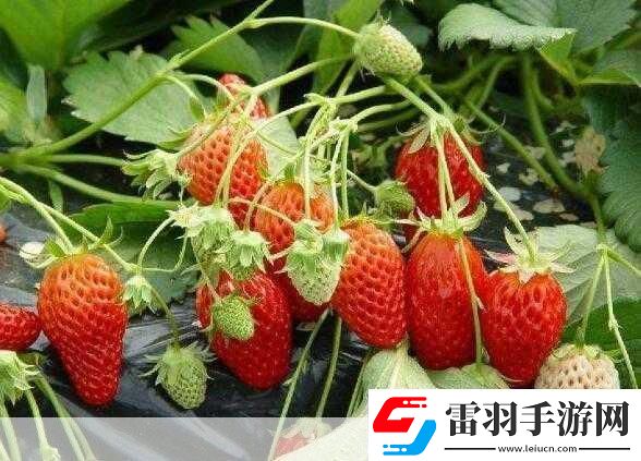 草莓my.1688